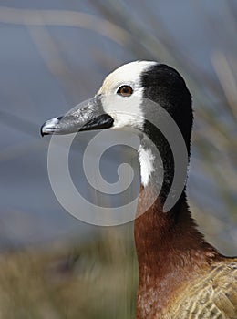 White-faced Whistling-duck