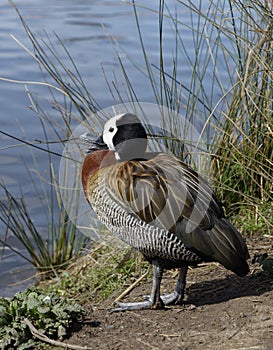 White-faced Whistling-duck