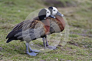 White-faced Whistling-duck