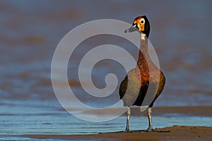 White-faced Whistling Duck.