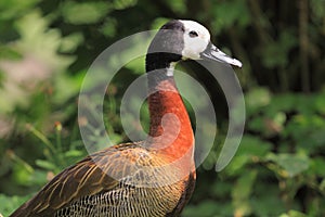 White-faced whistling duck photo