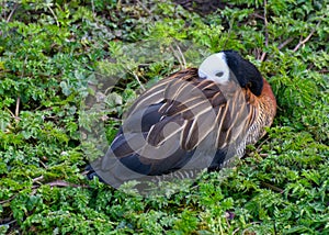 White faced whistling duck