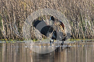 White faced Whistling Duck,