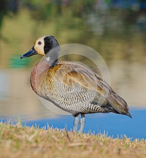 White-faced whistling duck