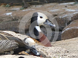 White-faced Whistling Duck