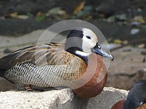 White-faced Whistling Duck