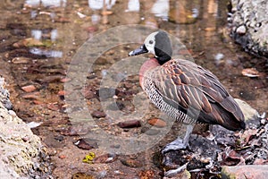 White Faced Whistling Duck