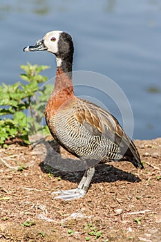 White-faced Whistling Duck