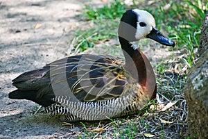 White-Faced Whistling Duck