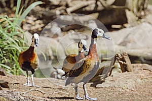 White-faced Whistling Duck