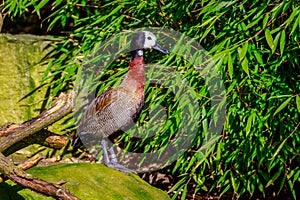 White-faced Whistling Duck