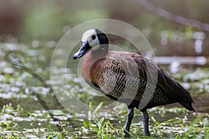 White-faced whistling duck