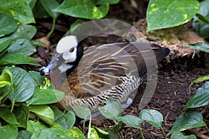 White-faced Whistling Duck  826123