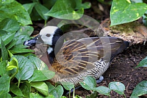 White-faced Whistling Duck  826125