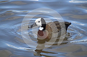 White faced whistling duck.