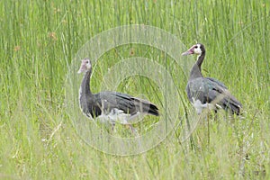 White-faced Whistling Duck