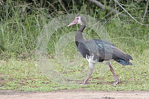 White-faced Whistling Duck