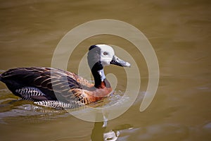 White-faced whistling duck