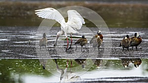 White-faced Whistling-Duck and african spoonbill in Kruger National park, South Africa