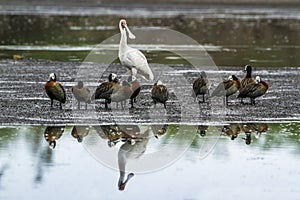 White-faced Whistling-Duck and african spoonbill in Kruger National park, South Africa