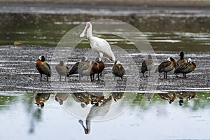 White-faced Whistling-Duck and african spoonbill in Kruger National park, South Africa