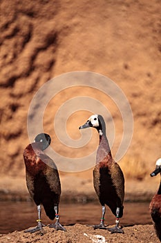 White-faced whistling duck called Dendrocygna viduata