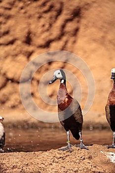 White-faced whistling duck called Dendrocygna viduata