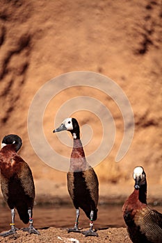 White-faced whistling duck called Dendrocygna viduata