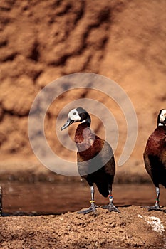 White-faced whistling duck called Dendrocygna viduata