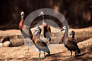 White-faced whistling duck called Dendrocygna viduata