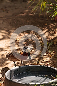 White-faced Whistling duck called Dendrocygna viduata