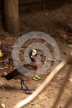 White-faced Whistling duck called Dendrocygna viduata