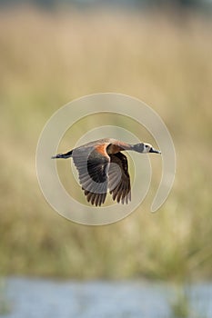 White-faced whistling-duck crosses river with sings lowered