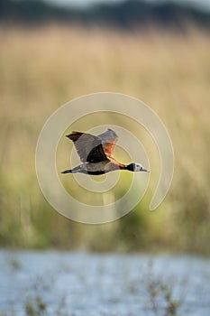 White-faced whistling-duck crosses river with sings raised