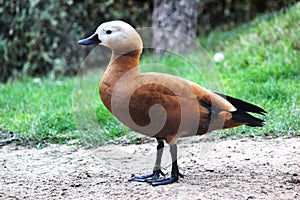 A White-Faced Whistling-Duck Dendrocygna Viduata