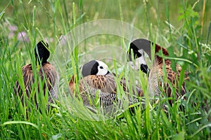 The white-faced whistling duck - Dendrocygna viduata.