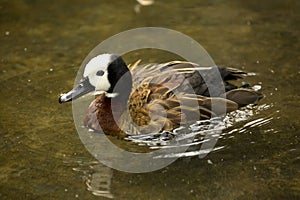 The White-faced Whistling Duck. Dendrocygna viduata.