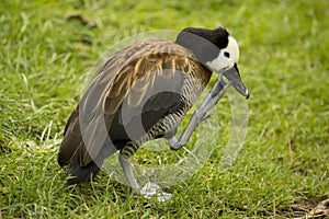 The White-faced Whistling Duck. Dendrocygna viduata.