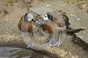 The White-faced Whistling Duck Dendrocygna viduata.