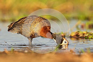 White-faced Whistling-duck - Dendrocygna viduata