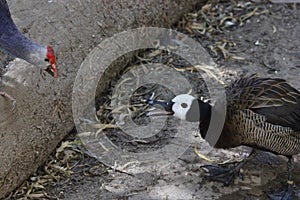 White-faced whistling duck Dendrocygna viduata 4