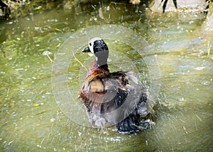 White-faced whistling duck (Dendrocygna viduata)