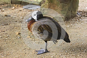 White-faced whistling duck - Dendrocygna viduata