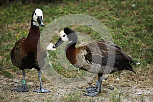 White-faced whistling duck (Dendrocygna viduata).