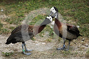 White-faced whistling duck (Dendrocygna viduata).