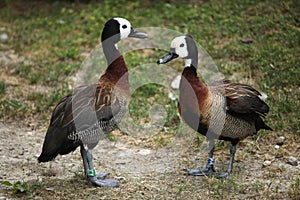 White-faced whistling duck (Dendrocygna viduata).