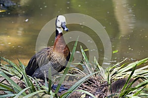 White-faced whistling duck or Dendrocygna viduata