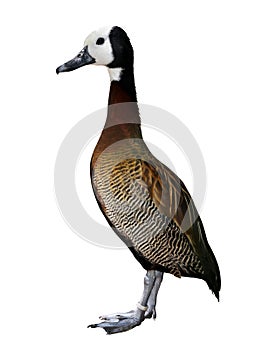 White-faced Whistling Duck Dendrocygna viduata