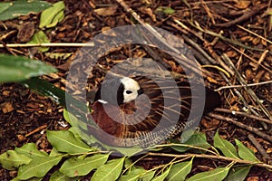 White faced whistling duck Dendrocygna viduata