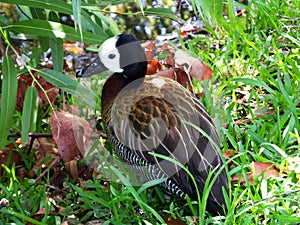 White-faced Whistling Duck Dendrocygna viduata